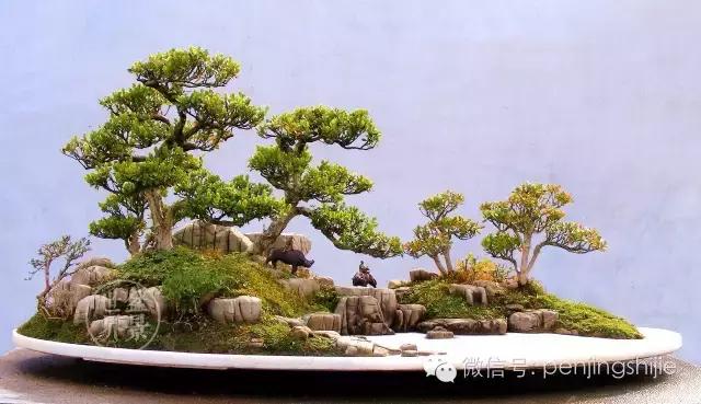 黄杨木盆景养护注意事项，怎样养黄杨木盆景（一组黄杨盆景精品欣赏）