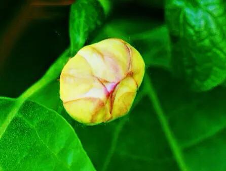 夏腊梅，美国夏腊梅，这种国家珍稀花正是结果期（美国夏腊梅什么价格）