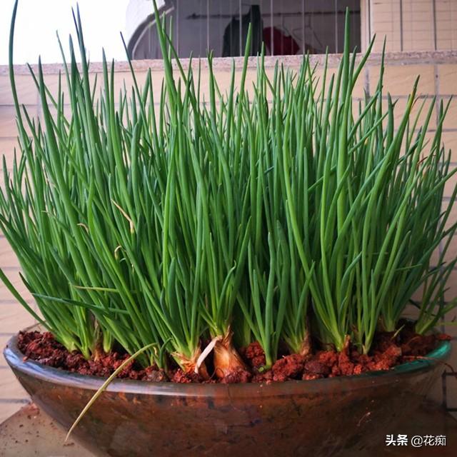 香葱的种植方法和时间，小香葱种植时间和方法介绍（香葱小盆栽）