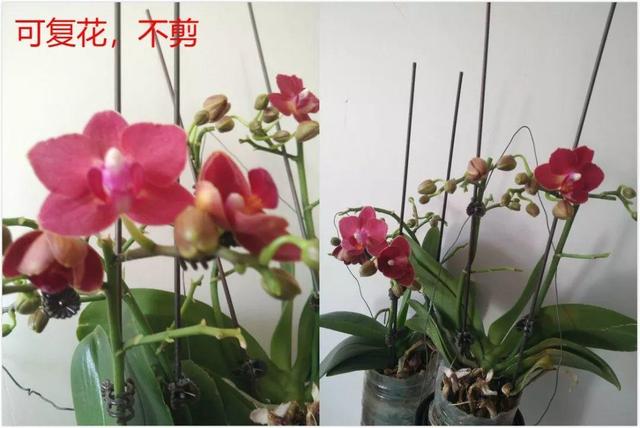 蝴蝶兰的养殖方法和注意事项，蝴蝶兰的养殖方法及注意事项大全（蝴蝶兰想养好很容易）