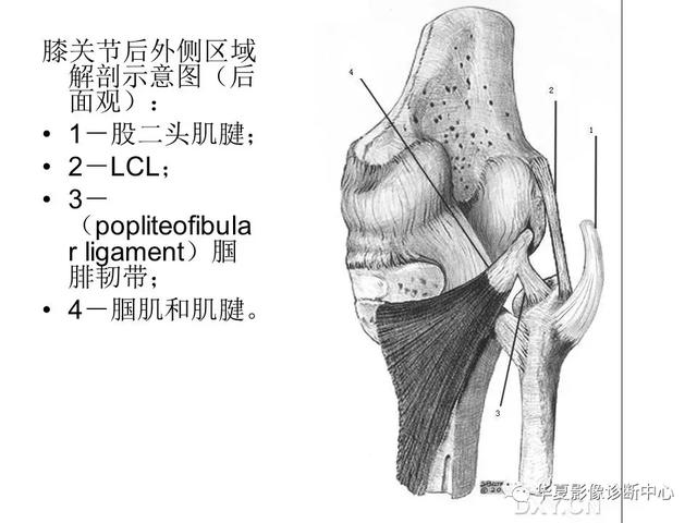 膝关节解剖结构图，膝盖解剖图示意图（膝关节MRI之正常解剖综述）