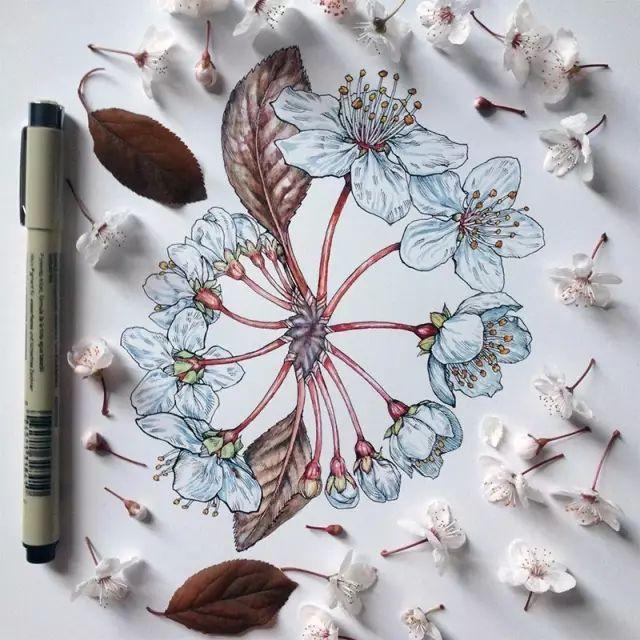 怎样用中性笔画玫瑰花好看，中性笔画花卉图片（一篇用针管笔画的植物花卉）