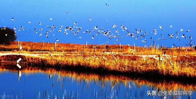 我国最大的咸水湖是，我国最大的咸水湖是（中国湖泊面积十大排名）