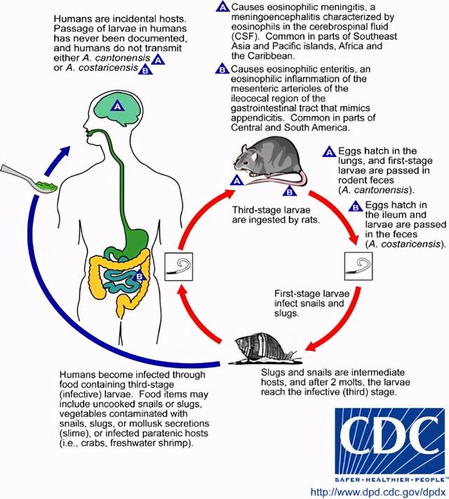 蜗牛的天敌是什么，蜗牛怕什么东西（在这种巨型蜗牛面前）