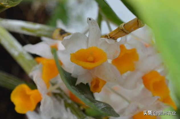球花石斛的功效与作用及食用方法，球花石斛花的功效与作用有哪些（为您讲解球花石斛的栽培的小妙招）