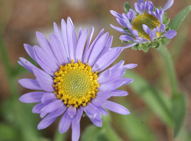 农村野花名称大全，农村常见的50种野花野草（农村哪些野花让你觉得很美）