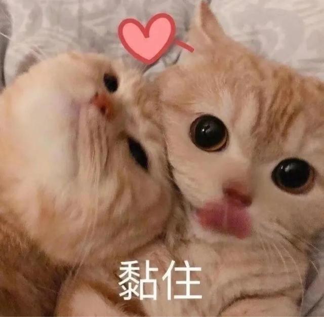 一对可爱狗狗表情包图集，情侣专用狗狗猫猫可可爱爱沙雕表情包