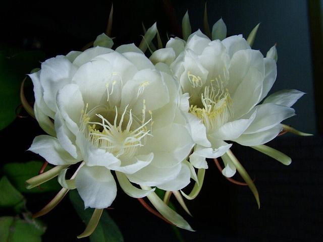 昙花什么时候开花，昙花什么时候开（昙花什么时候开花 几点钟）