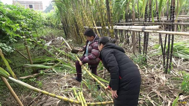 小伙带你看四种品种的甘蔗，黄皮甘蔗和黑皮甘蔗哪个长得高