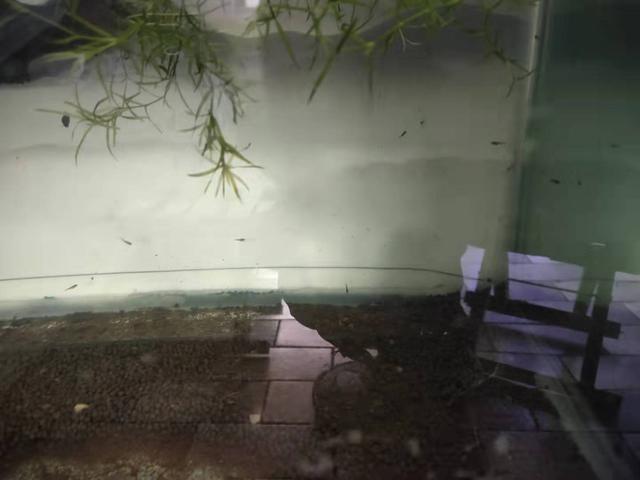 金鱼的繁殖方法，繁殖小金鱼不是难题