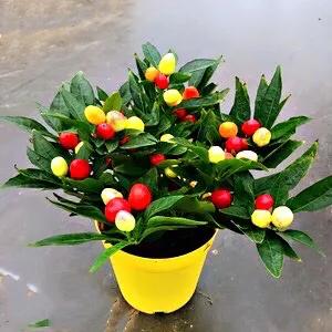 五彩椒,别称:五彩辣椒,朝天椒,观赏椒,佛手椒,樱桃椒,珍珠椒等.