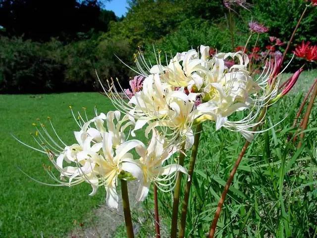 彼岸花的介绍，彼岸花原产地（南方普通的一种花而已）