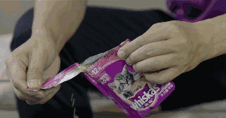 猫喜欢吃什么零食，猫能吃什么（偶尔给猫主子喂一些零食）