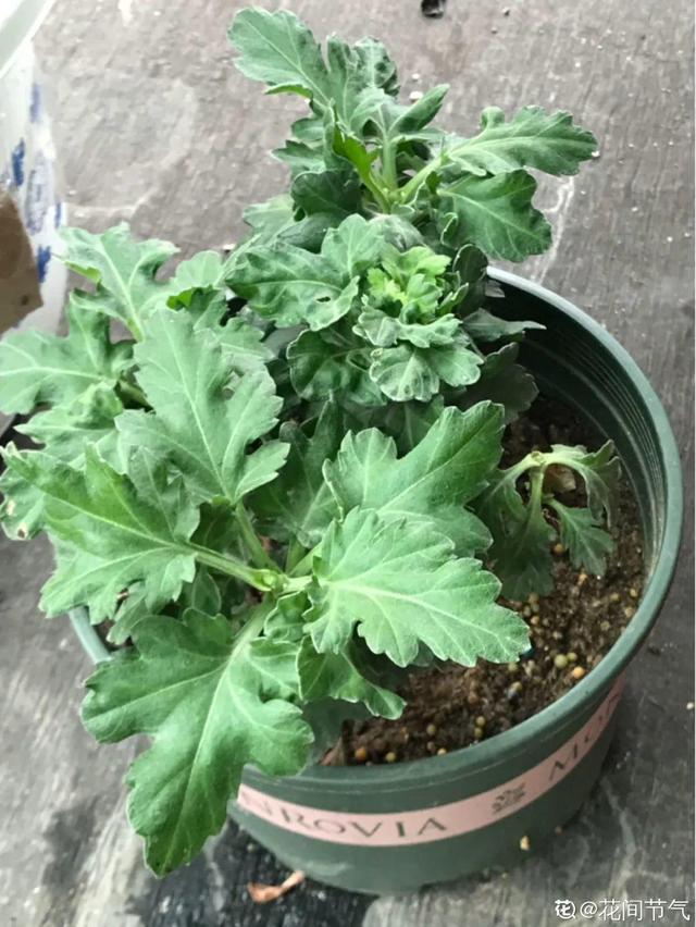 香草兰花怎么养，香兰草怎么种植（屋里养盆“香水花”）