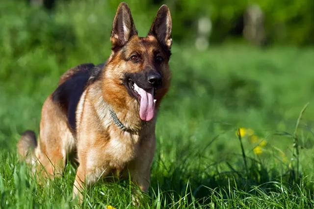 狗的智商，狗的智商相当于人的几岁（不同品种的狗智商真的有天壤之别吗）