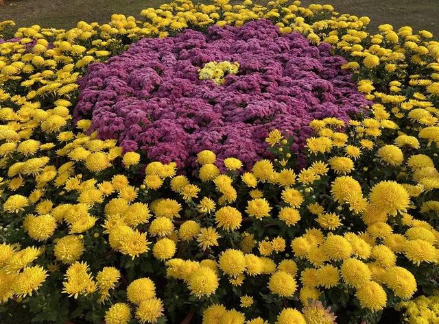 现在中国国花是什么花适合春秋穿的衣服，中国的国花是什么（5种“高贵花”）