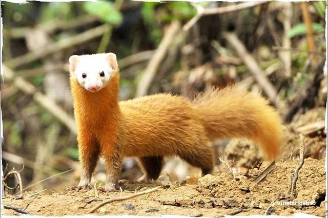 貂和黄鼠狼的区别，雪貂和黄鼠狼的区别（生物相册：黄鼠狼）