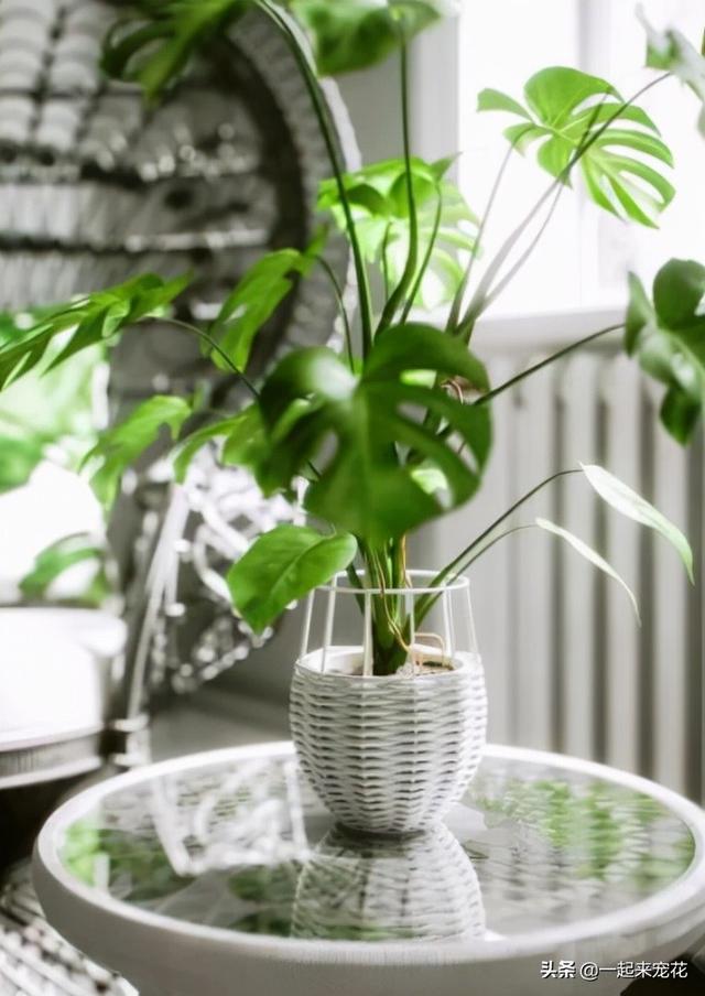 龟背竹图片，新手养龟背竹有“3忌”（龟背竹的养殖方法）