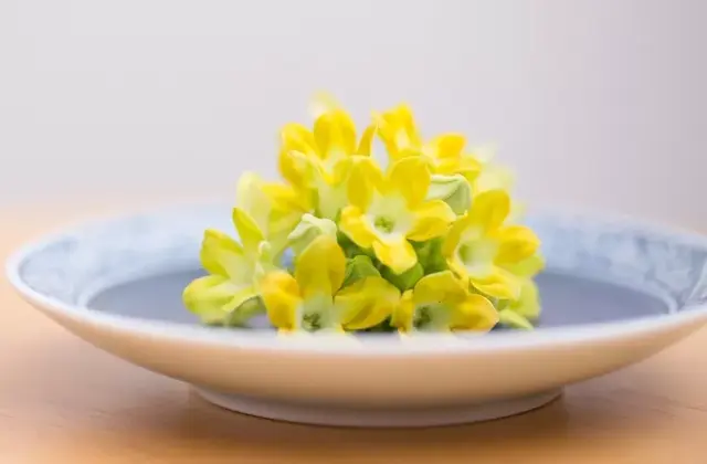 茉莉花的功效，茉莉花的功效与作用泡水喝的功效（因为它气机清灵啊）