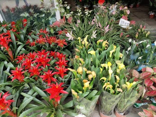 荷花最好看的品种是什么，这花最好看、最好养