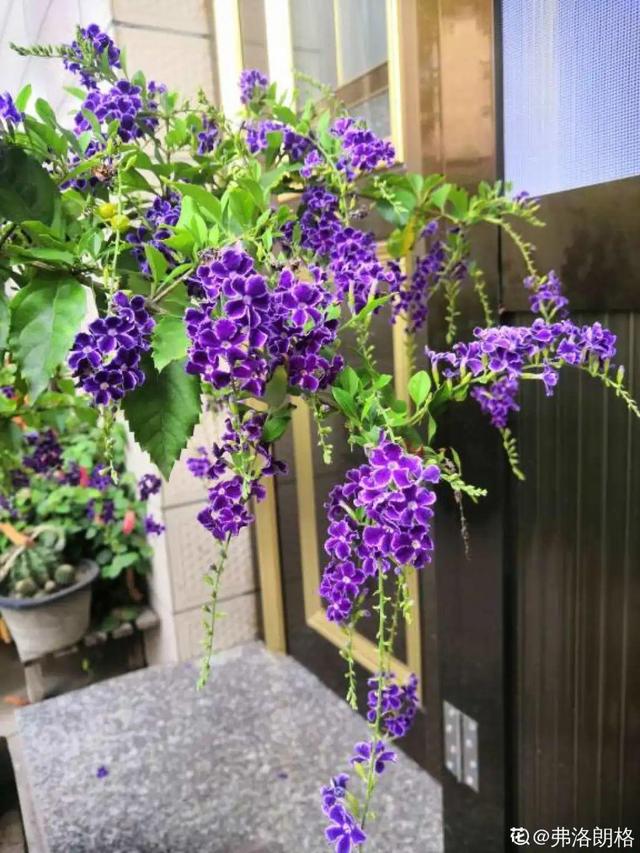 紫薇花什么季节开花，紫薇什么时候开花（温度高也不休眠）