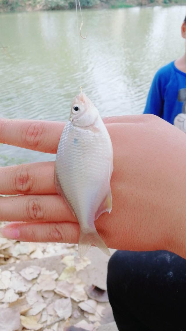 钓鱼浮漂怎么调，钓鱼浮漂的位置如何调准（浮漂调不好并不是你不会调）