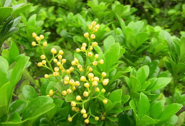 米兰空气，叫它“天然香水”不为过（米兰空气污染）