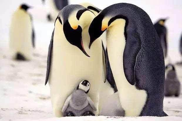 北极熊在南极还是北极，企鹅生活在南极还是北极（它们为何要在极地生存）