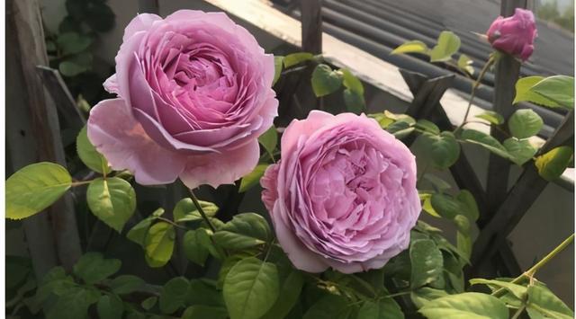 月季花品种，十大经典品种（凭一己之力撑起了整个花园的颜值）