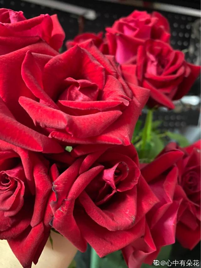 花卉图片及名称大全，常见绿植花卉及名称大全（100种常见花图鉴）