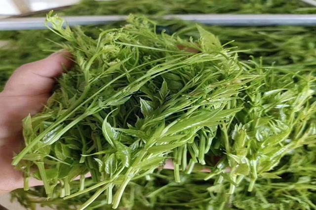 泡出来像嫩芽似地茶叶叫什么茶，一泡就像嫩芽一样的茶叫什么（满披白霜、先苦后甜、口感鲜醇清甜、回甘浓烈）