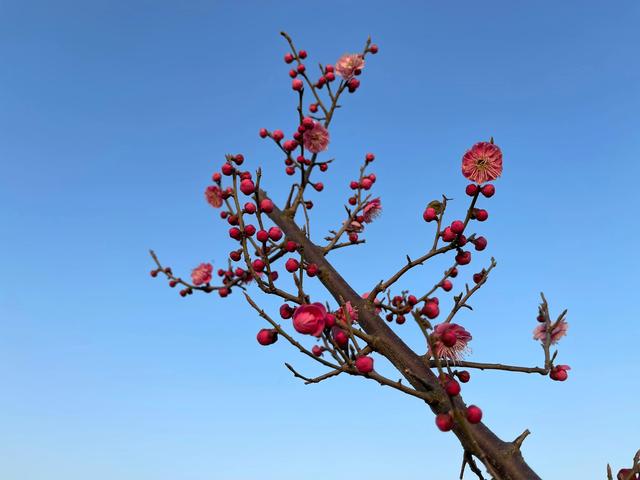 报花名绕口令，《报花名》