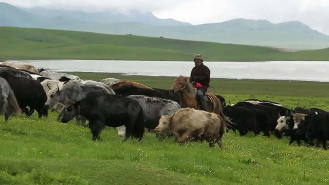 存在千年 罕见的西藏一妻多夫制探秘，存在千年人参吗（一女嫁四男是怎样的一种体验）