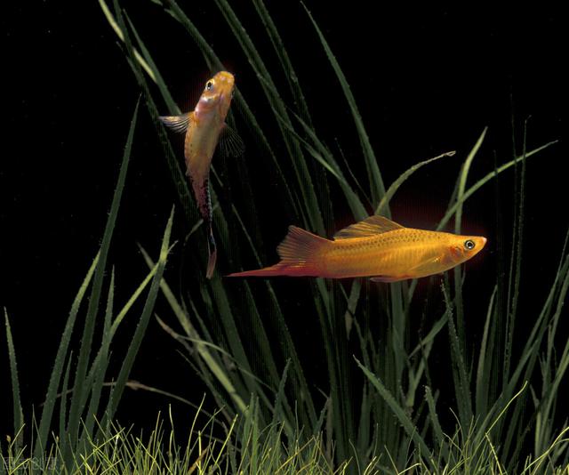 对对红的养殖方法和注意事项，对红怎么养,对红的养殖方法和注意事项（要学会创造条件）