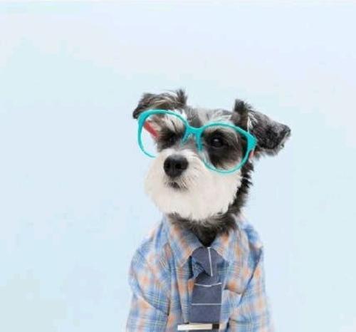 淑女.网名，淑女.微信昵称（适合女生宠物的名字娇小可人-可爱点）