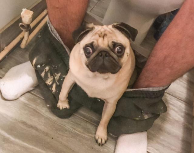 适合家养的中小型犬是什么，适合家里养的中型犬有哪些（占地不大而且还忠诚）