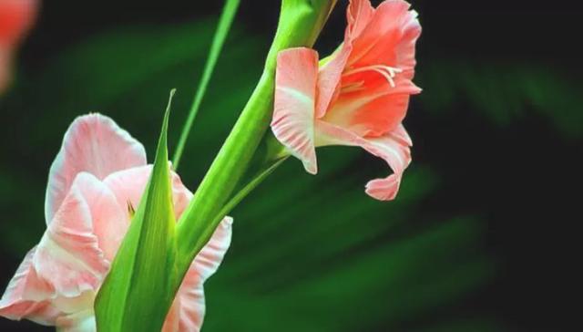 教师节送什么花，教师节送什么花最合适（教师节送老师什么花合适）