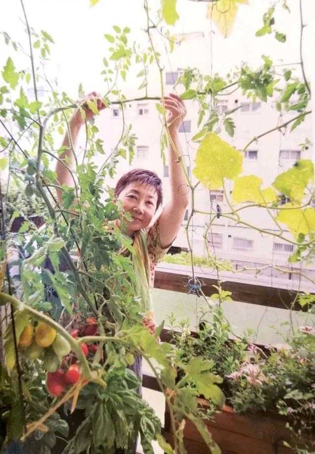 百里香和迷迭香的区别，百里香和迷迭香的区别调料（适合阳台盆栽的蔬菜混种搭档）