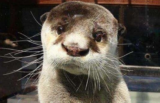 水鬼是什么动物，水鬼是什么动物 真实（日本的河童到了中国改称“水鬼”）