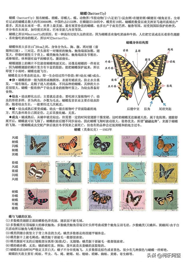 蝴蝶和蛾子的区别，蝴蝶和飞蛾有什么区别（鳞翅目昆虫-蝴蝶与蛾）