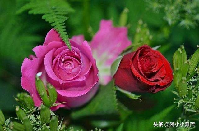 西方情人节祝福语大全，西方情人节快乐（2月14日，祝你情人节快乐）