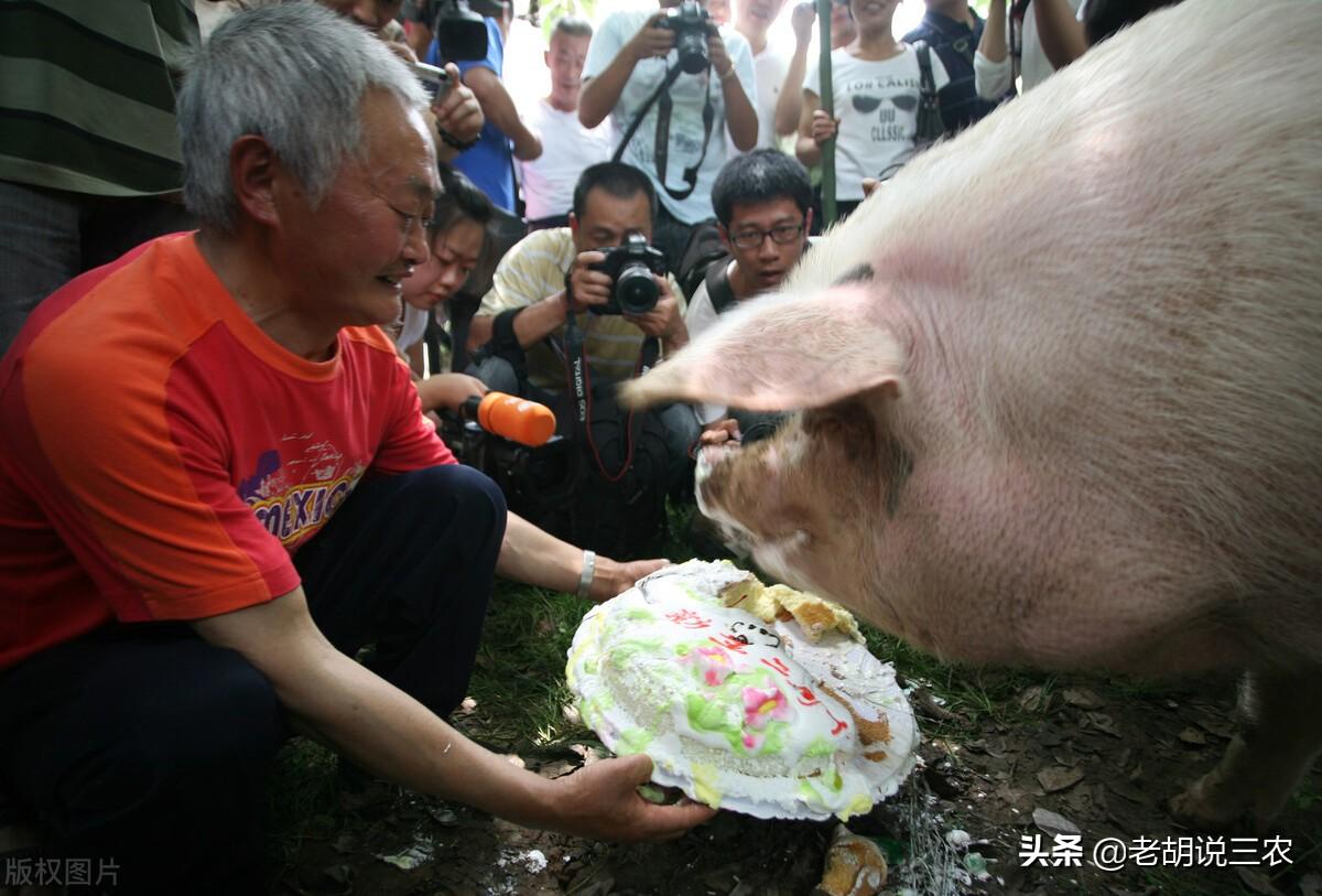 世界上寿命最长的猪，中国最长寿的猪（全国闻名的“猪坚强”已经无法站立）