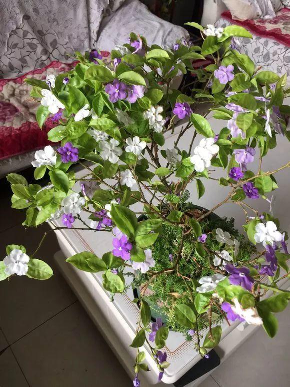 茉莉花是什么颜色，茉莉花花蕊是什么颜色（能开两种颜色的花）