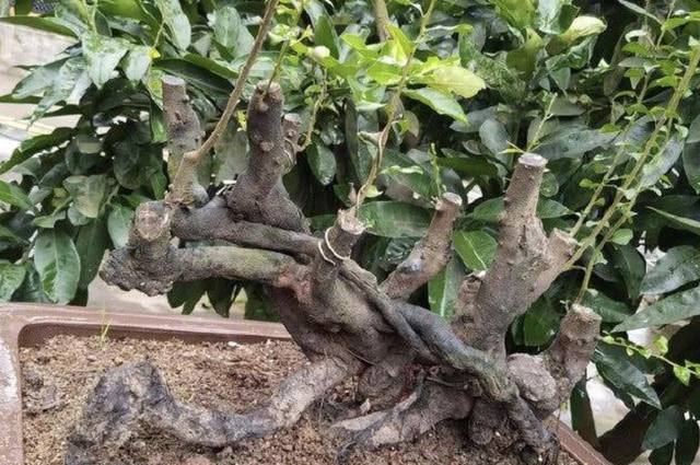 米叶罗汉松和雀舌罗汉松有什么区别，米叶罗汉松与雀舌罗汉松哪个好（“3种树”看着高档）