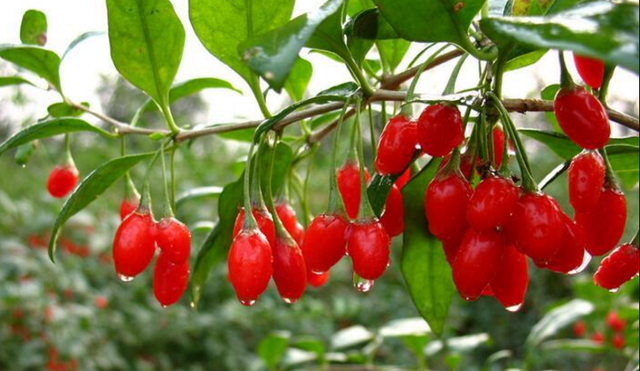 贺兰石的等级划分，贺兰石有什么基本特性（宁夏有五宝，说说枸杞这一宝）