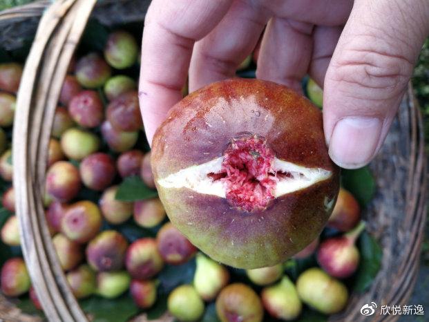 吃无花果有什么好处，无花果吃了有什么好处（身体收获的好处多多）
