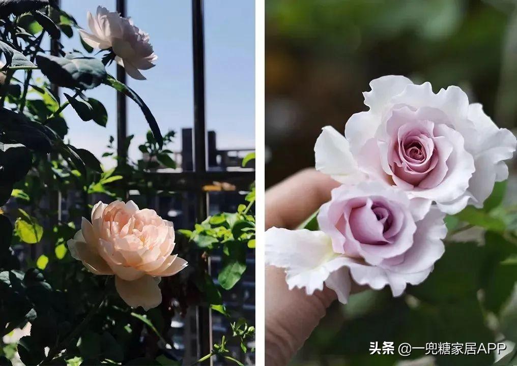 淘宝网花店(淘宝商城花卉市场)