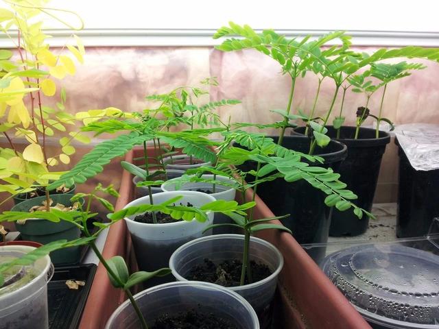 凤凰花是什么颜色，凤凰花的寓意和象征（还会长出弯刀状的豆荚）