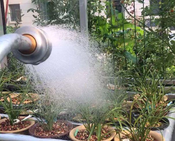 兰花什么时候开花，兰花开花时间（兰花最全养护要点）