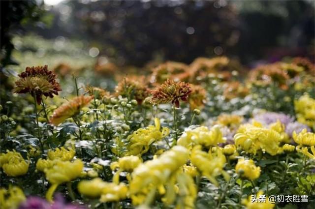 青山绿水下一句，青山绿水下一句是什么（秋日好词：青山绿水）